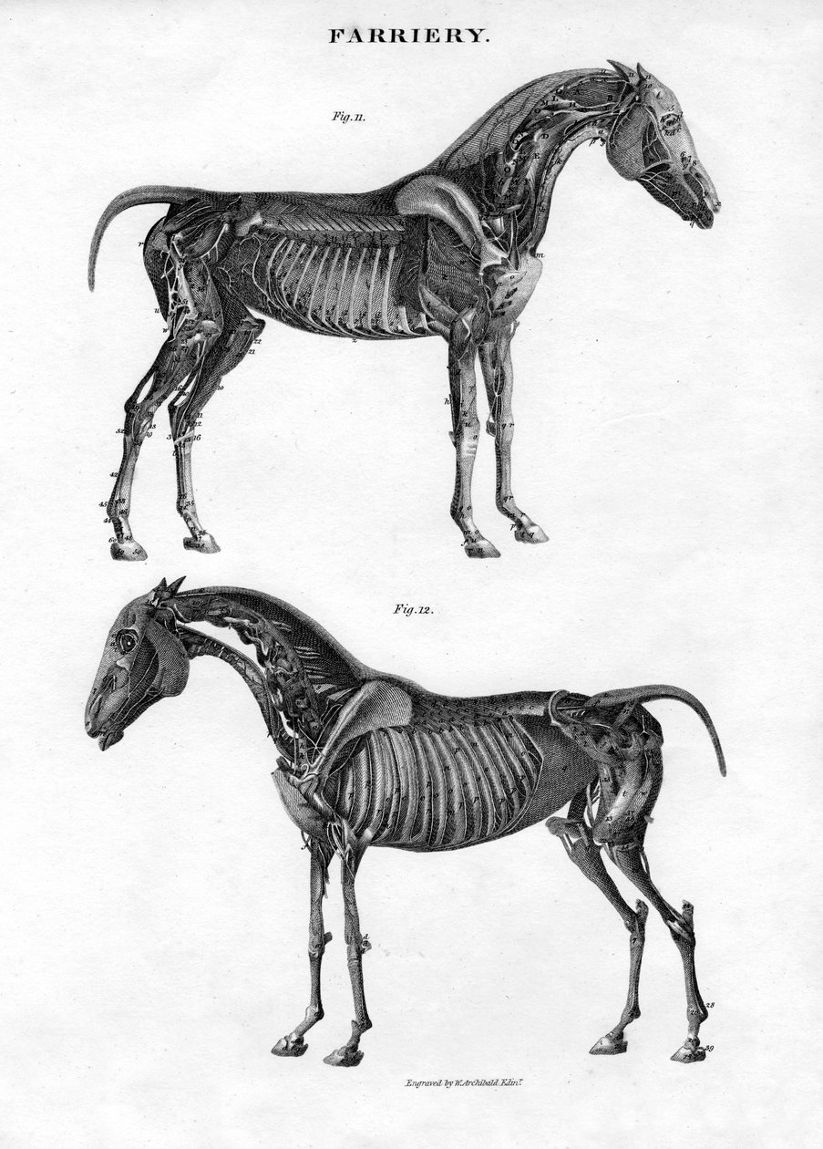 Anatomia de um cavalo, século XIX. de Archibald Webb