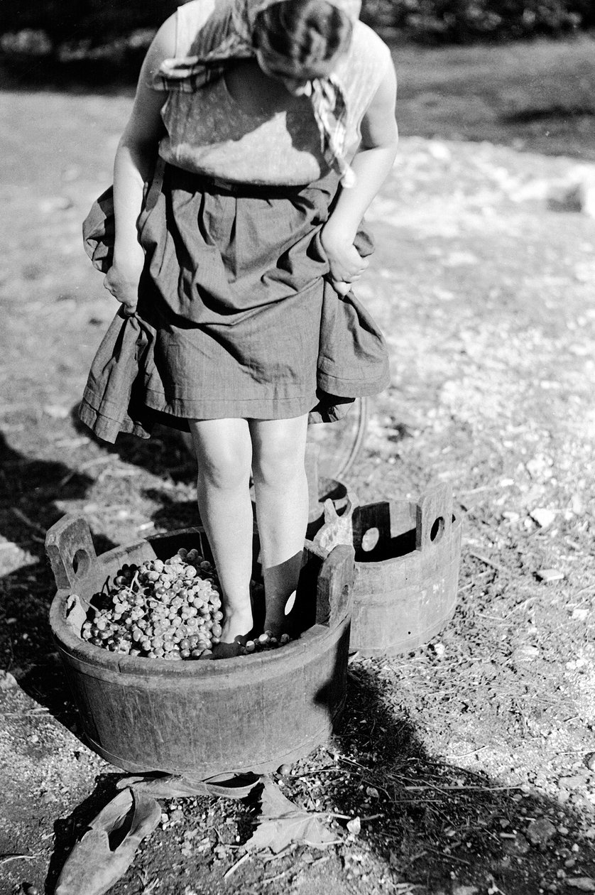 Vinho, pisar, em, um, iva, itália, (glass plate) de Armando Bruni