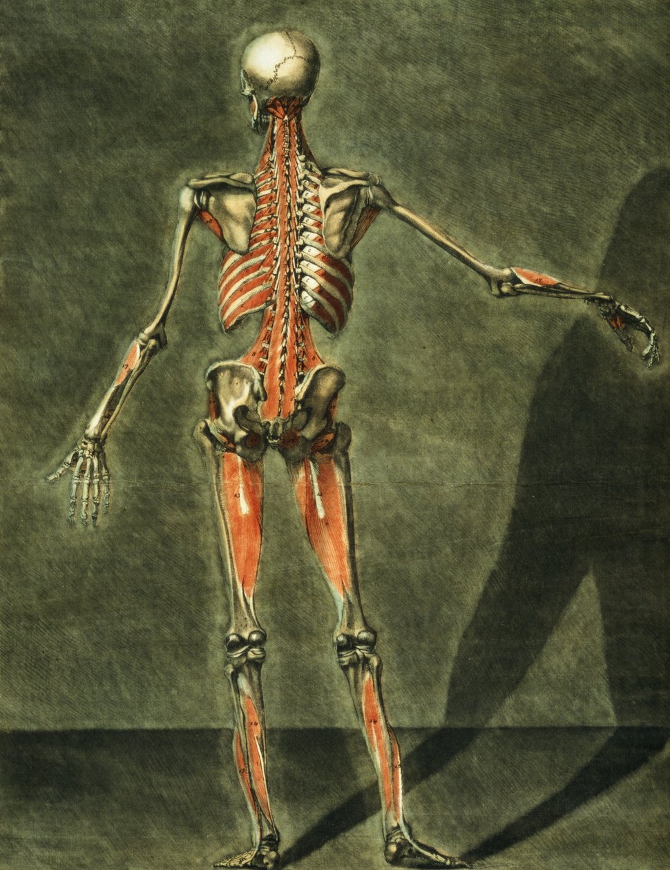 Sistema Muscular Profundo da Parte de Trás do Corpo, prato 10 de um curso completo de anatomia com texto de Jadelot, gravado pelo artista, pub. 1773 (mezzotint) de Arnauld Eloi Gautier D