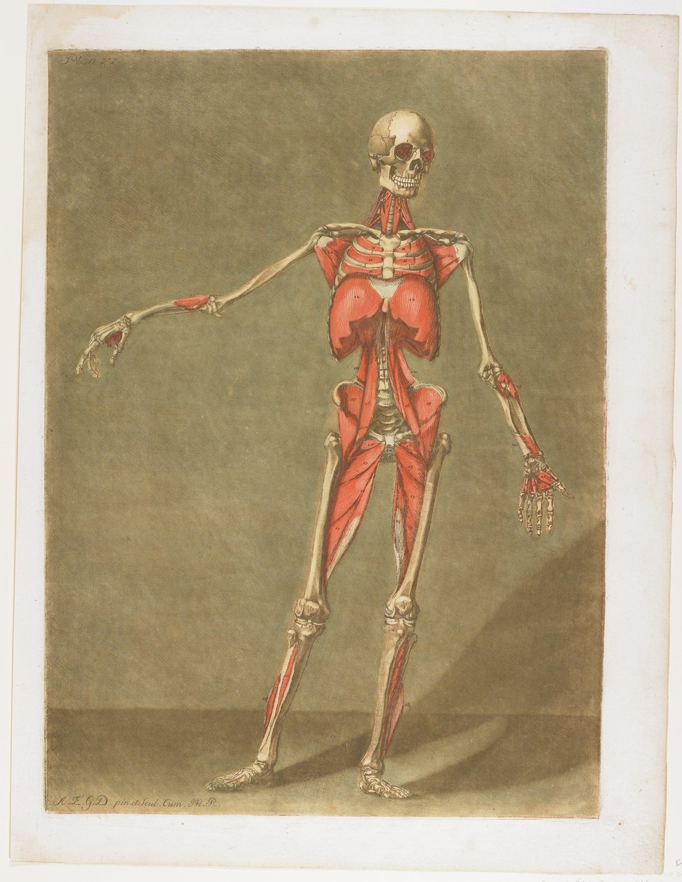 Flayed Skeleton, de Cours complet d&39;anatomie, publicado em Nancy, 1773 de Arnauld Eloi Gautier D