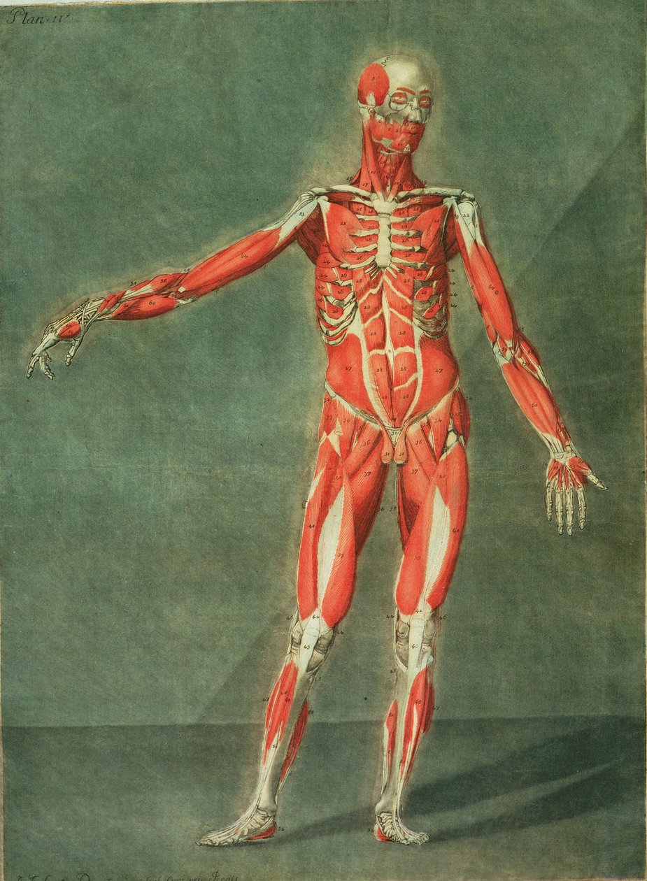 Sistema Muscular Superficial da Frente do Corpo, prato 4 de um curso completo de anatomia com texto de Jadelot, gravado pelo artista, pub. 1773 (mezzotint) de Arnauld Eloi Gautier D