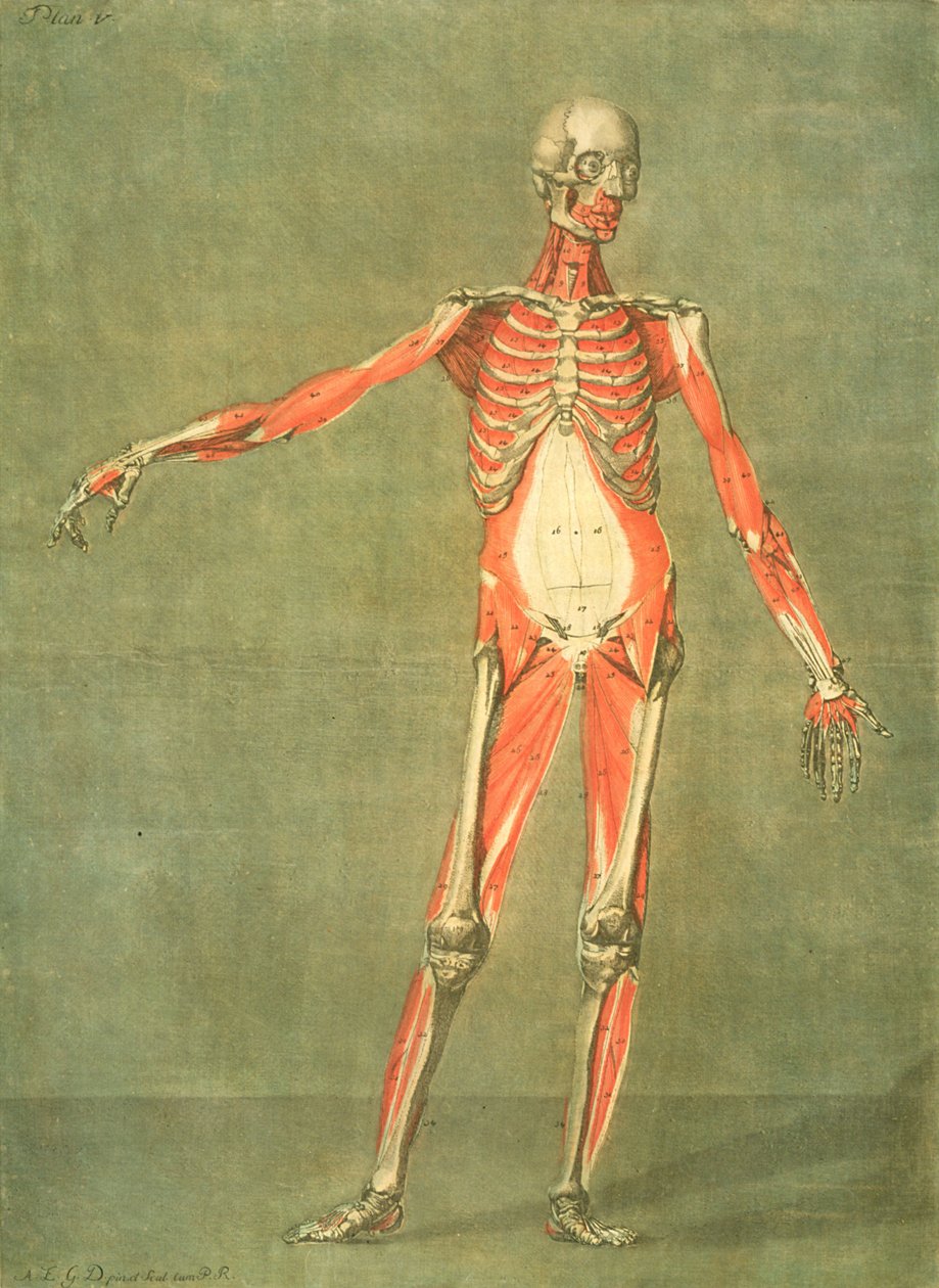 Sistema Muscular Profundo da Frente do Corpo, prato 5 de um curso completo de anatomia com texto de Jadelot, gravado pelo artista, pub. 1773 (mezzotint) de Arnauld Eloi Gautier D