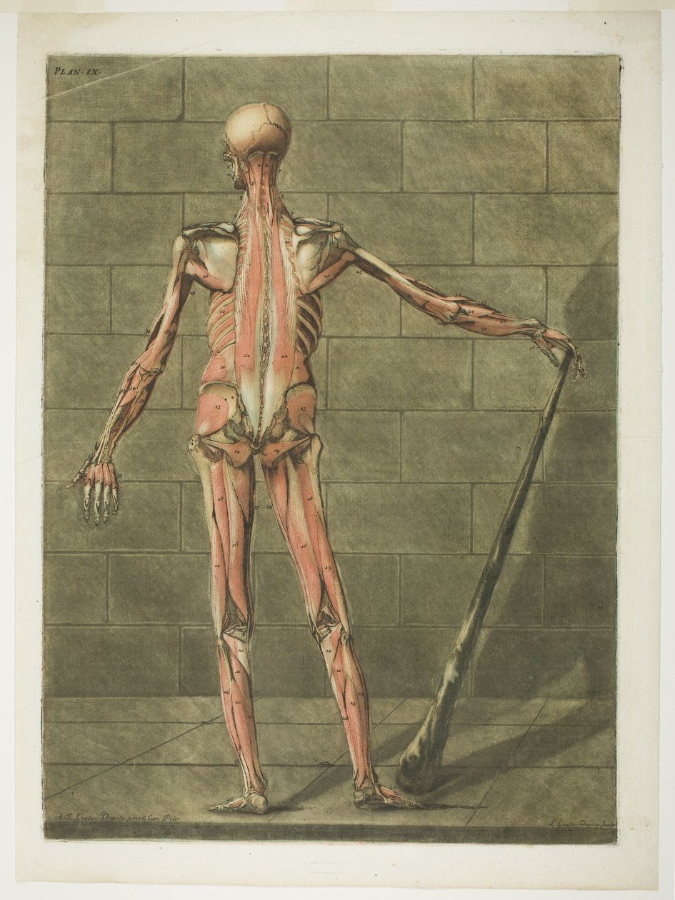 Vista posterior de Muscle Man, placa nove de Complete Anatomy Course de Arnauld Eloi Gautier D