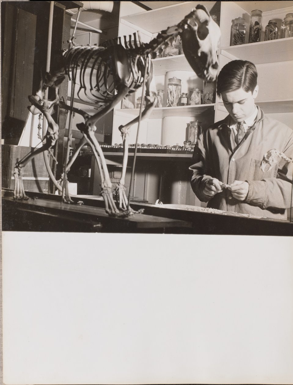 [Jovem junto a um esqueleto de animal]. de Arnold Eagle