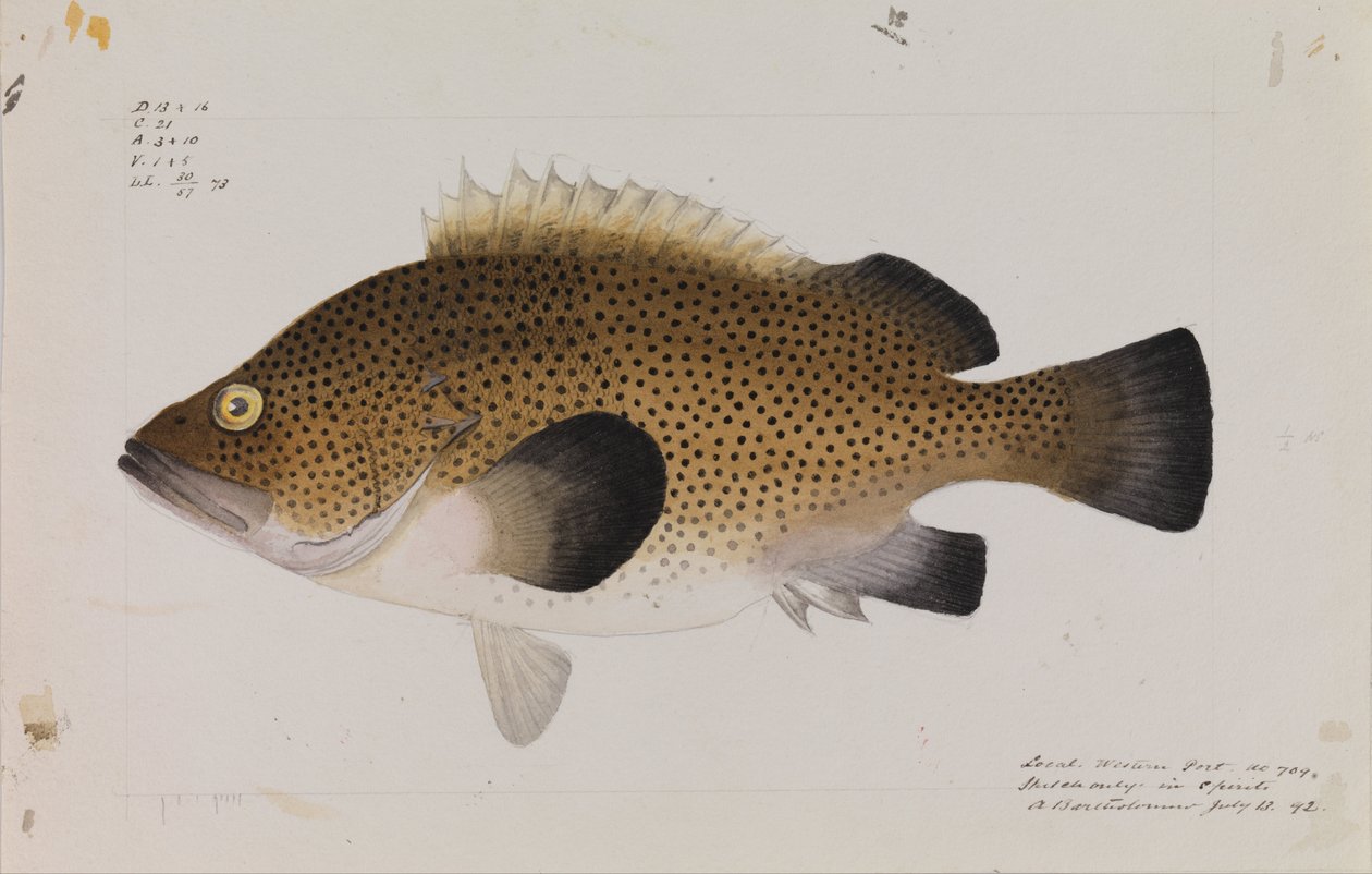 Wirra Oriental, Acanthistius ocellatus de Arthur Bartholomew