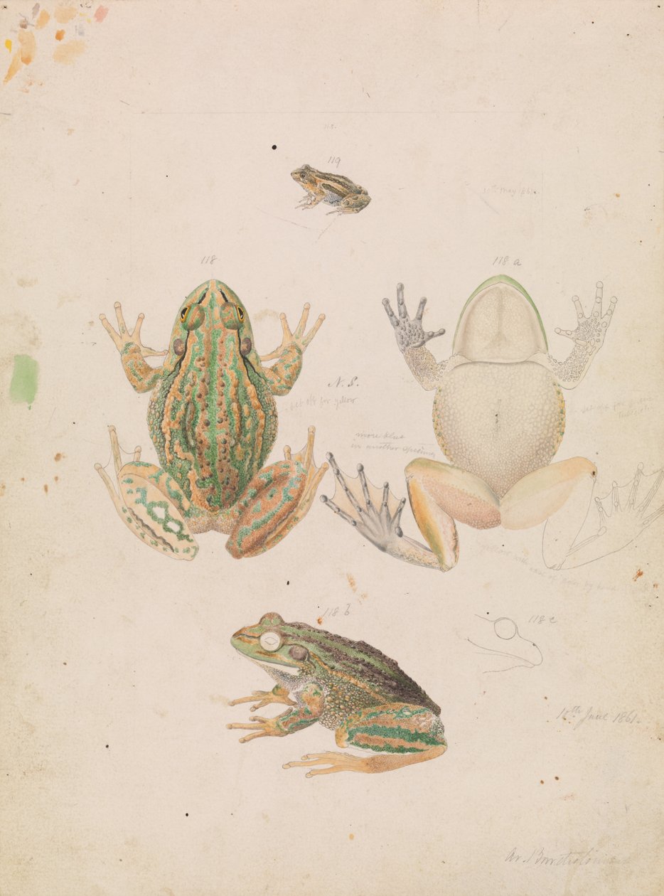 Rã-de-relva, Litoria raniformis de Arthur Bartholomew