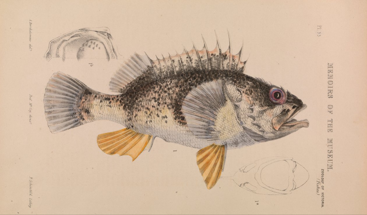 Perca do oceano, percoides de Helicolenus de Arthur Bartholomew