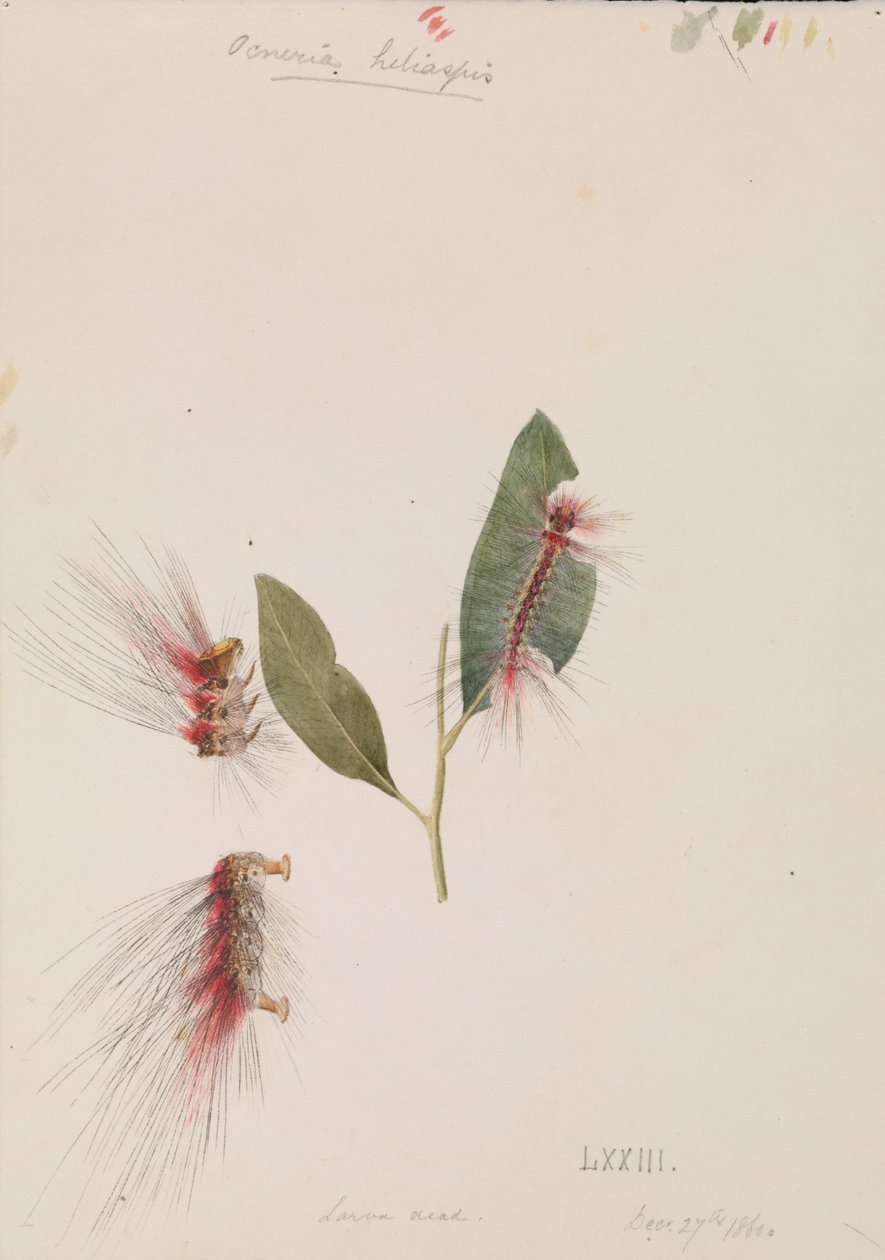 Rose Anthelid, Chenuala helispis de Arthur Bartholomew