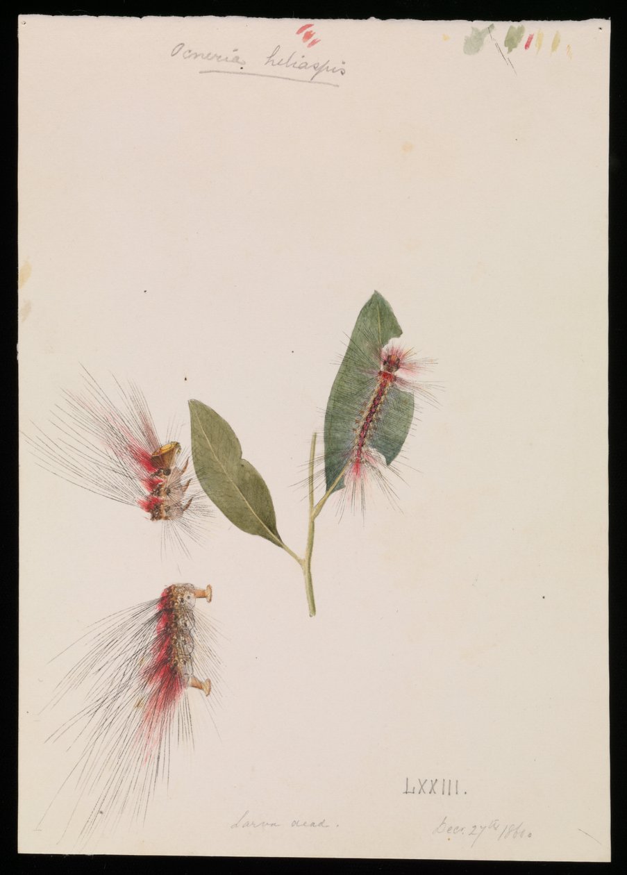 Rose Anthelid, Chenuala helispis de Arthur Bartholomew