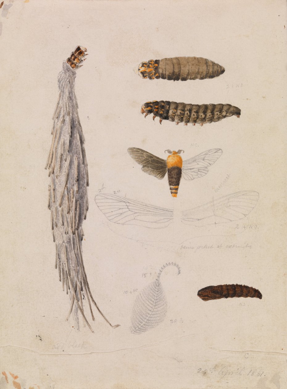 Saunders Case-Moth, Metura elongatus de Arthur Bartholomew