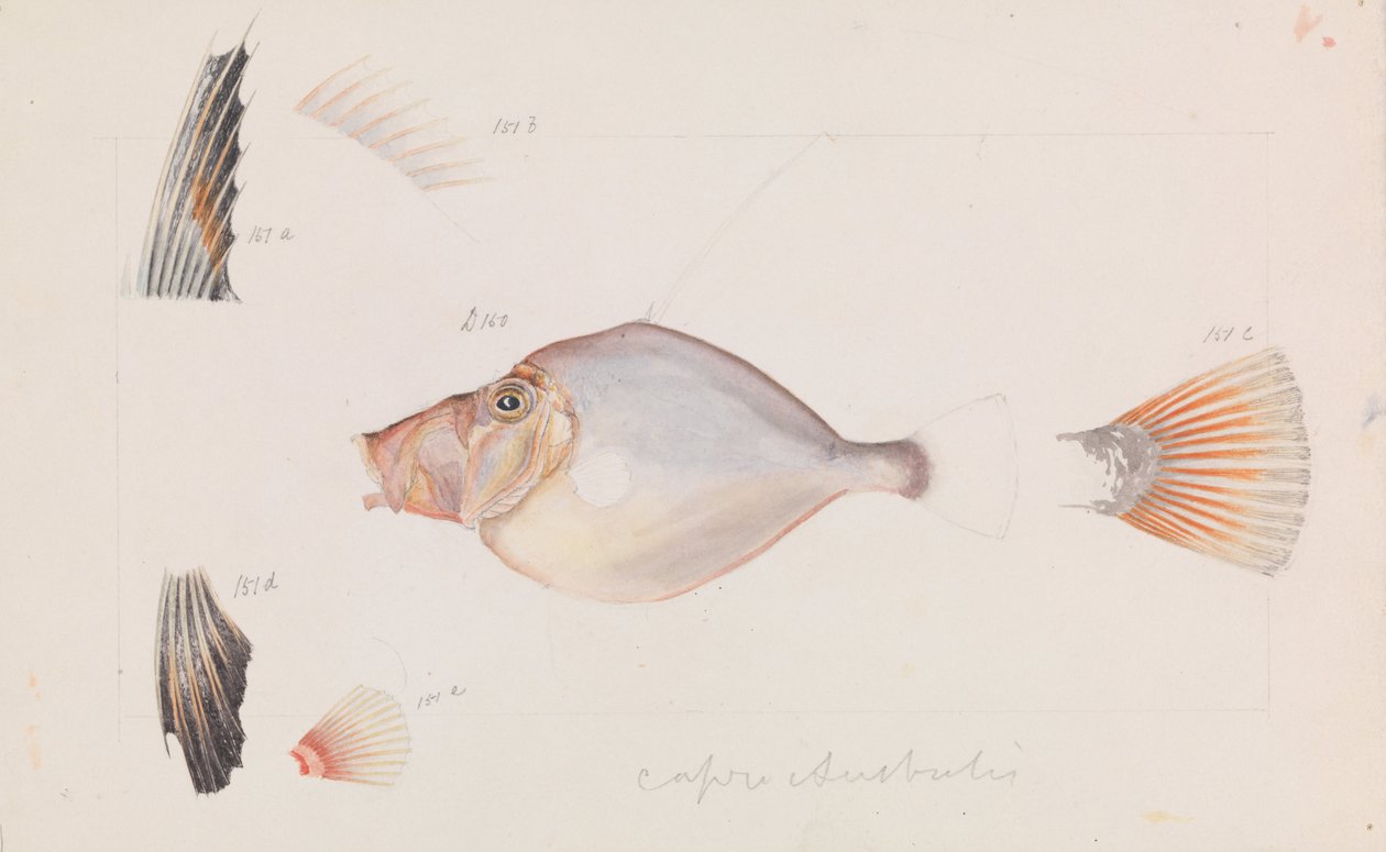 Dory de prata, Cytus australis de Arthur Bartholomew