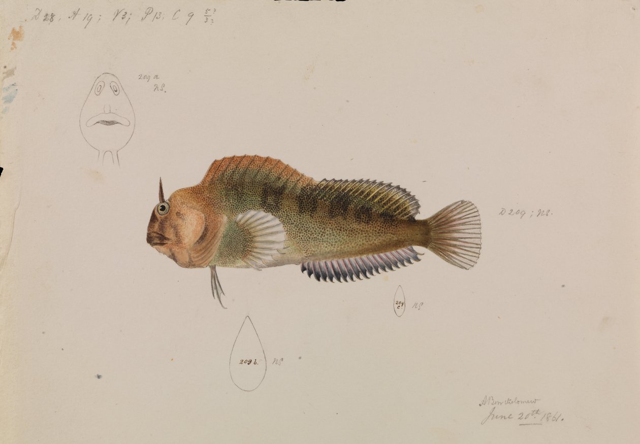 Blenny da Tasmânia, Parablennius tasmanianus de Arthur Bartholomew