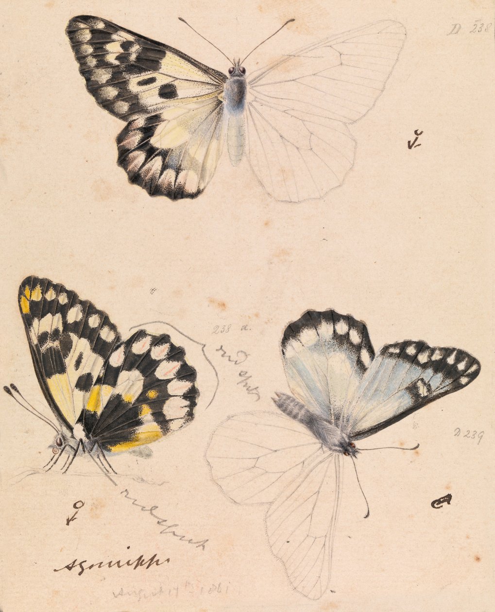 Borboleta branca de madeira, Delanias aganippe de Arthur Bartholomew