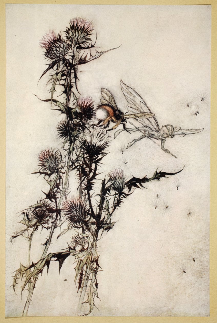 Mata-me uma humilde abelha vermelha no topo de um cardo, ilustração de &39;Midsummer Nights Dream&39; de William Shakespeare, 1908 de Arthur Rackham