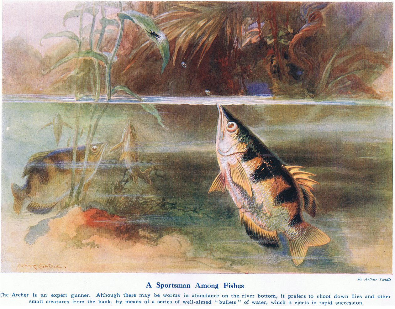 A Sportsman Among Fish, ilustração de "Maravilhas da Terra e do Mar", publicada por Cassell, Londres, 1914 de Arthur Twidle