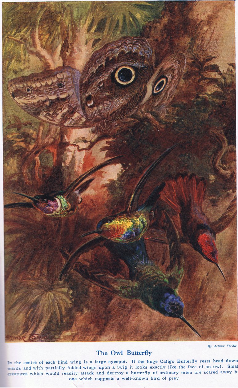 A borboleta da coruja, ilustração de "maravilhas da terra e do mar", publicada por Cassell, Londres, 1914 de Arthur Twidle