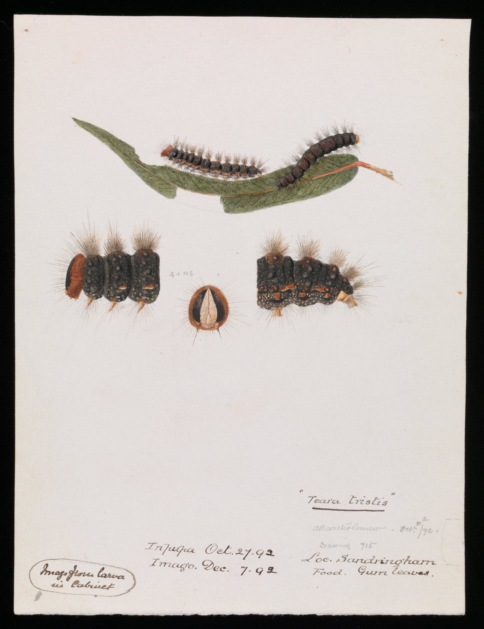 Caterpillar, Epicoma para chorar triste de Arthur Bartholomew