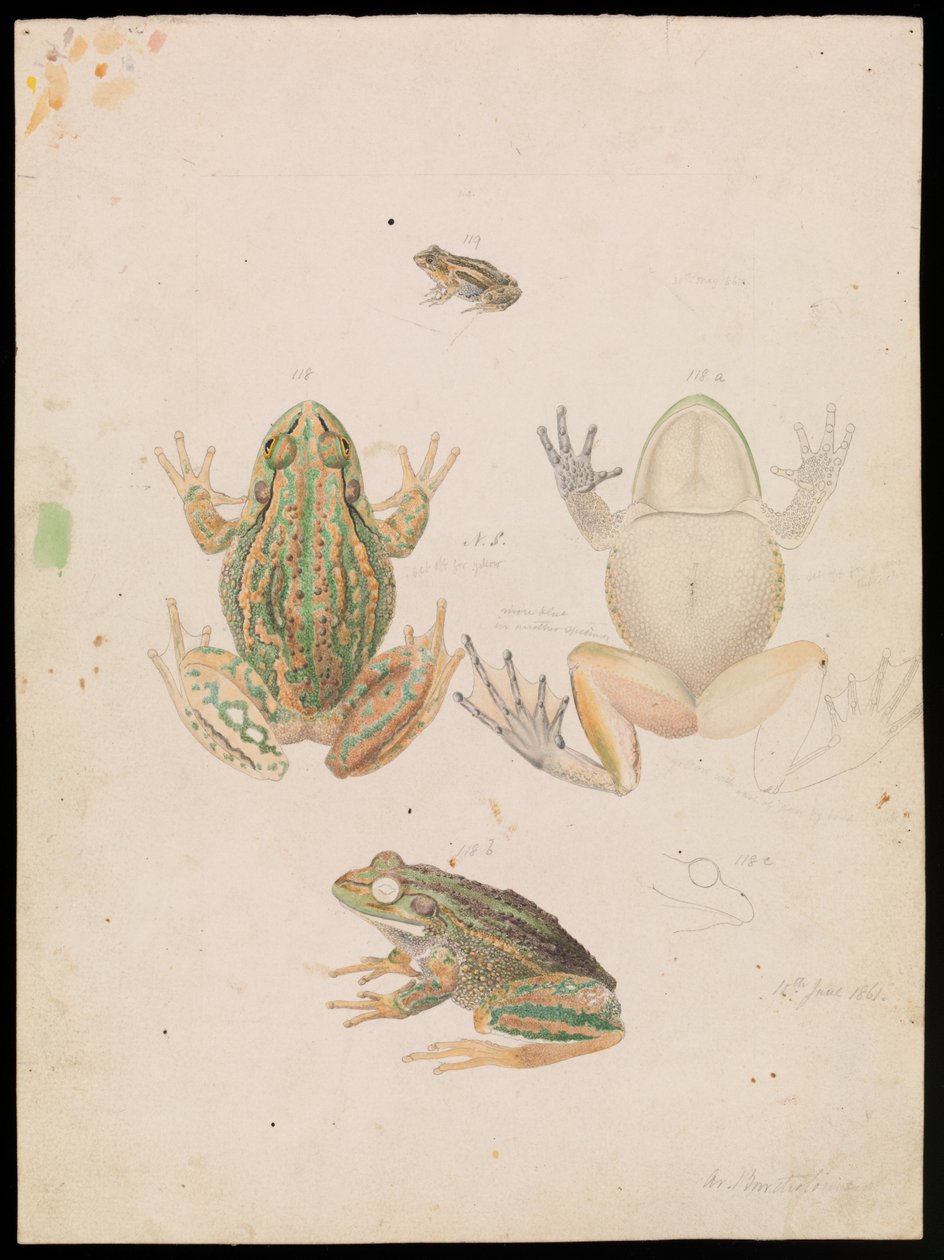 Rã Rosnante, Litoria raniformis de Arthur Bartholomew
