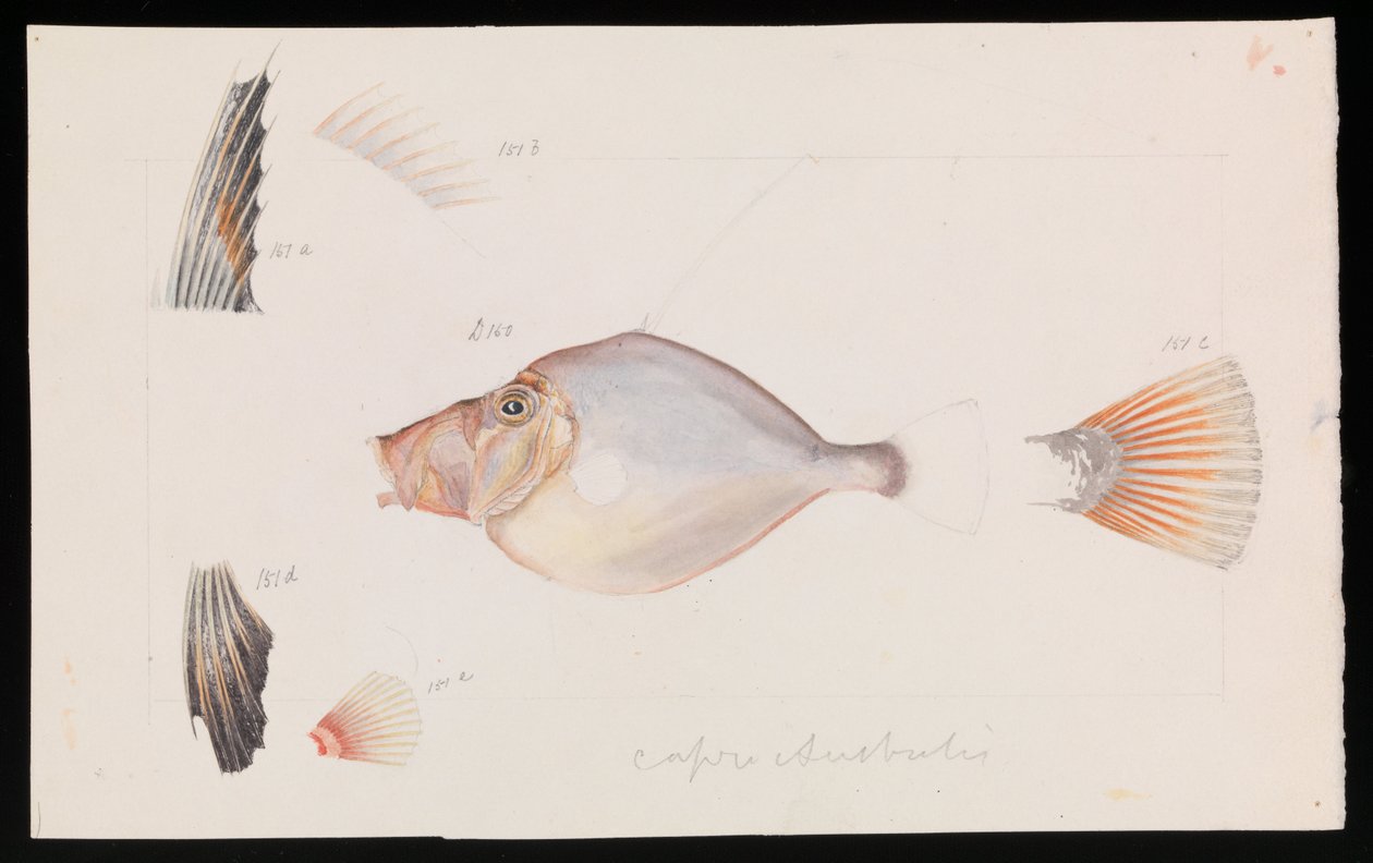 Dory prateado, Cyttus australis de Arthur Bartholomew