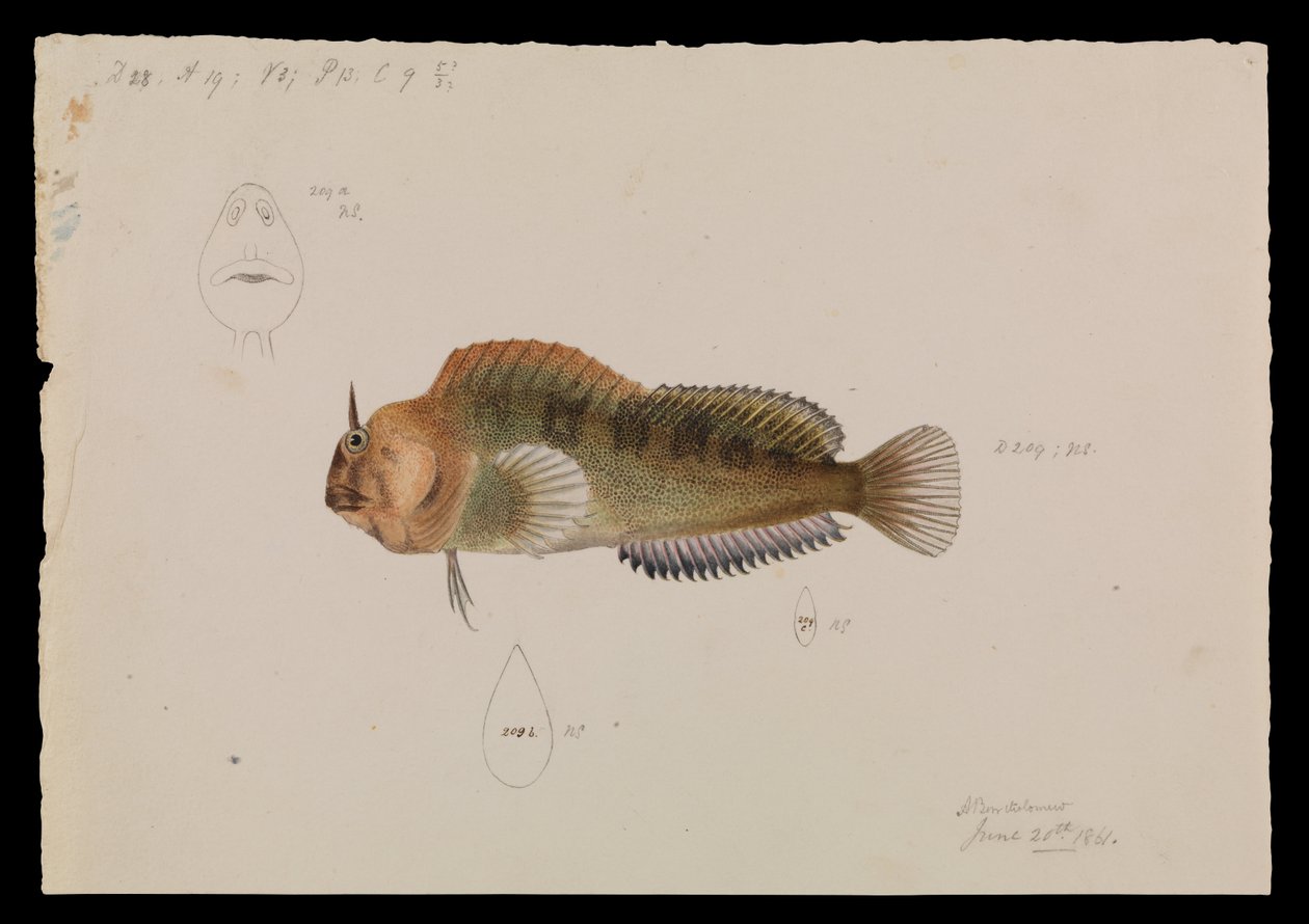 Tasmanian Blenny, Parablennius tasmanianus de Arthur Bartholomew