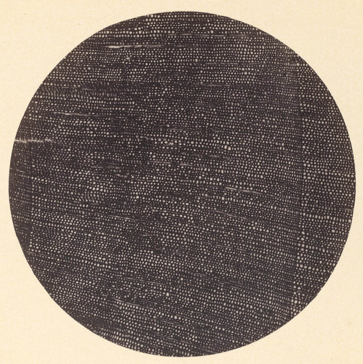 Microfotografia da Seção Transversal de Wood Salisbury, década de 1870. de Arthur Durham