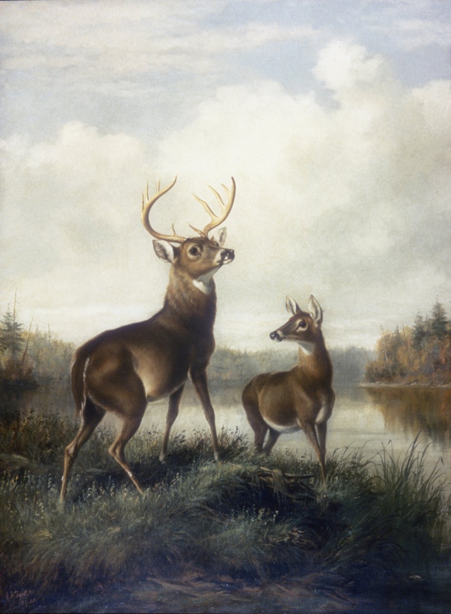 Buck e Doe de Arthur Fitzwilliam Tait