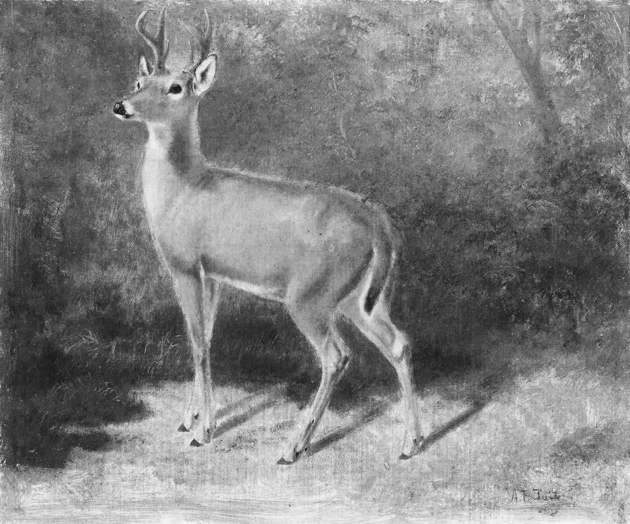 DeerSketch da Nature, ca. 1882 de Arthur Fitzwilliam Tait
