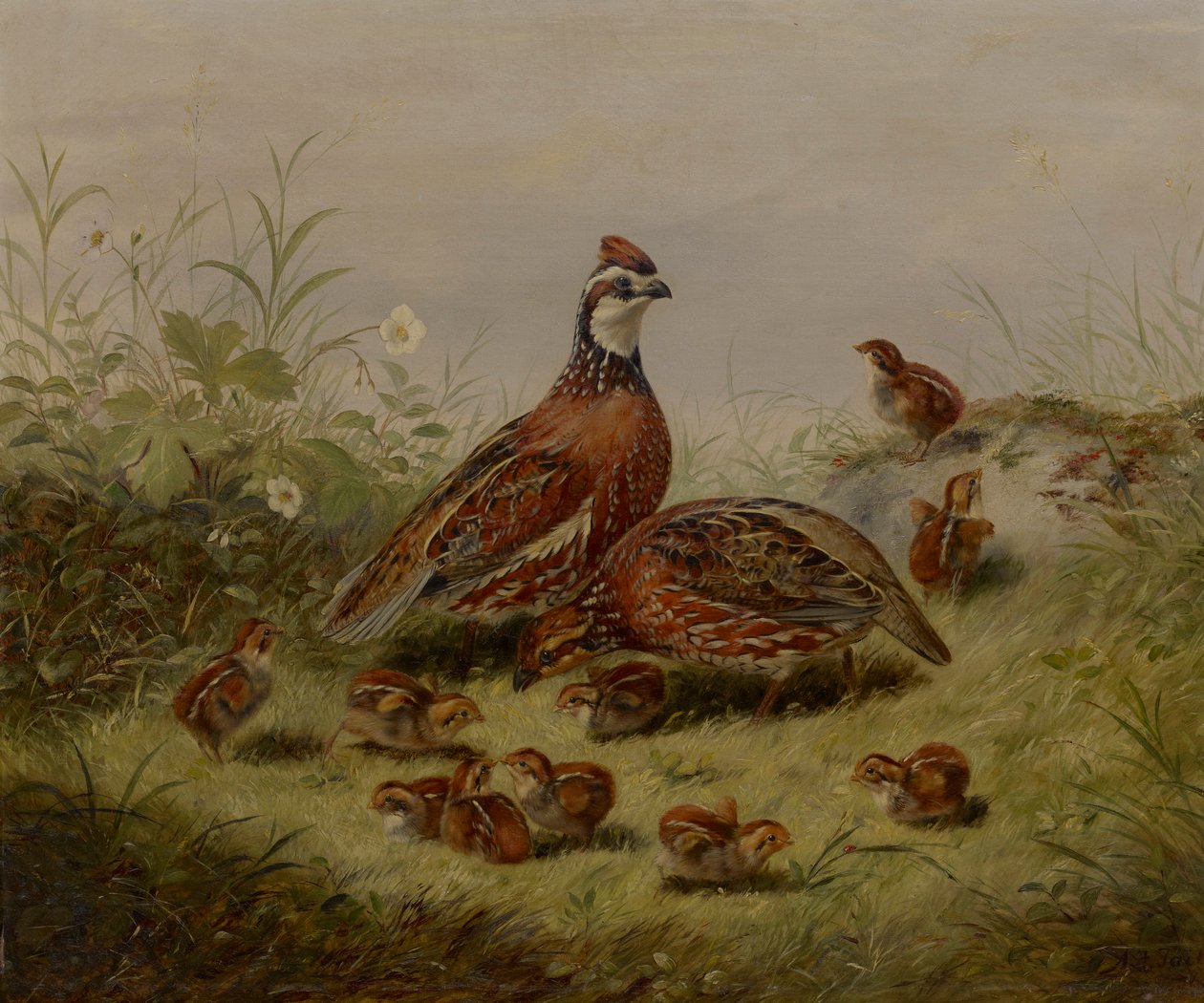 Codornizes e Jovens de Arthur Fitzwilliam Tait