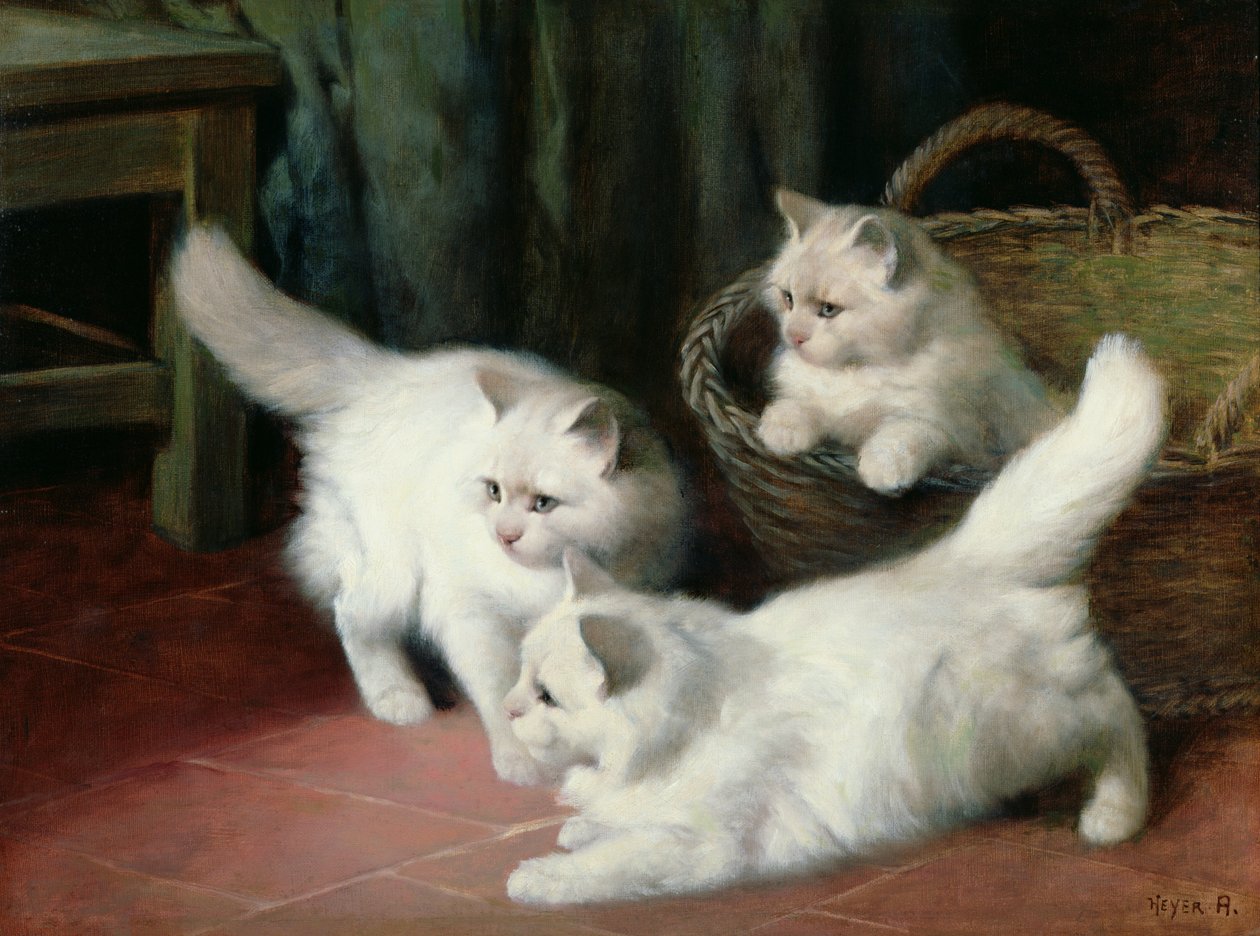 Três, angora branco, gatinhos de Arthur Heyer