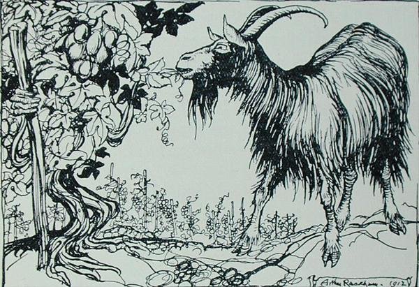 The Goat and the Vine, ilustração de 