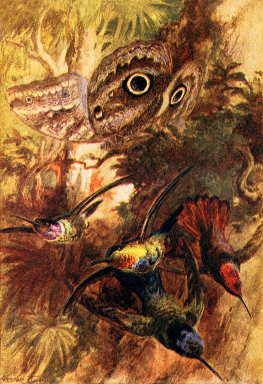 A borboleta-coruja (litografia a cores) de Arthur Twidle