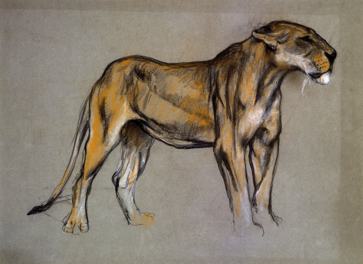 Uma Leoa, c.1900 (pastel sobre papel cinza) de Arthur Wardle