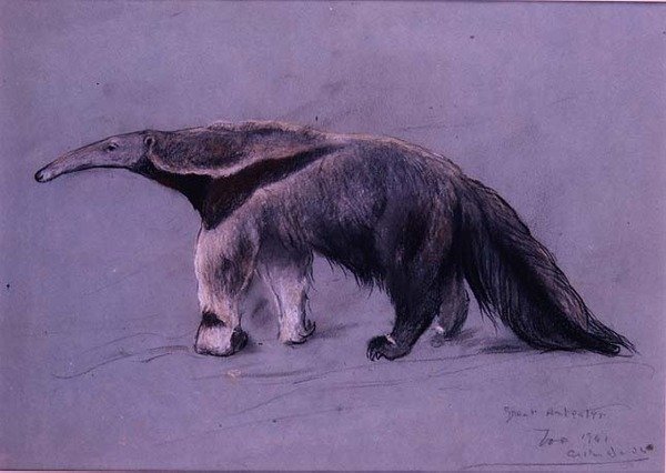 grande tamanduá de Arthur Wardle