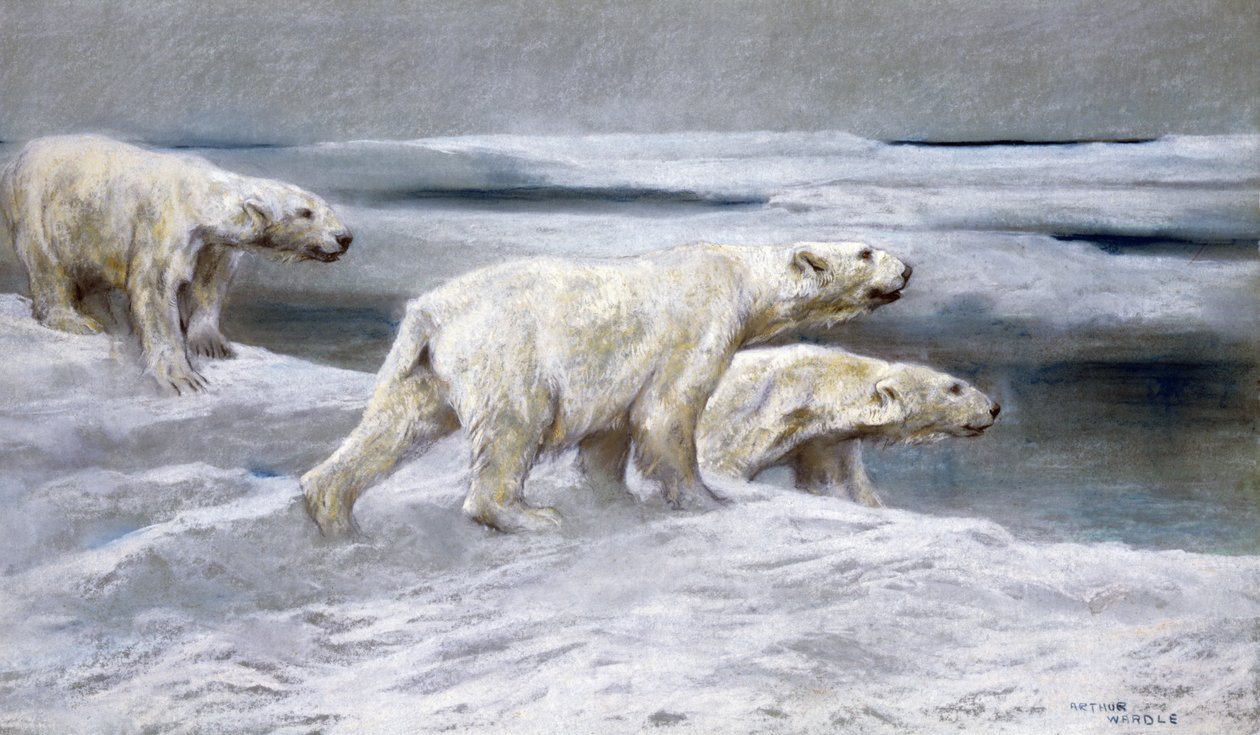 Ursos polares, c.1900 (gizes coloridos sobre papel cinzento) de Arthur Wardle
