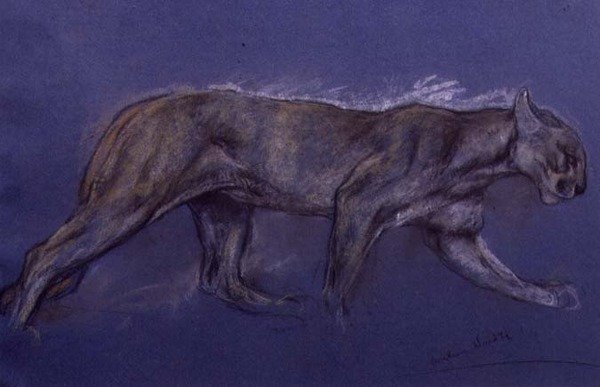 Puma (giz sobre papel) de Arthur Wardle
