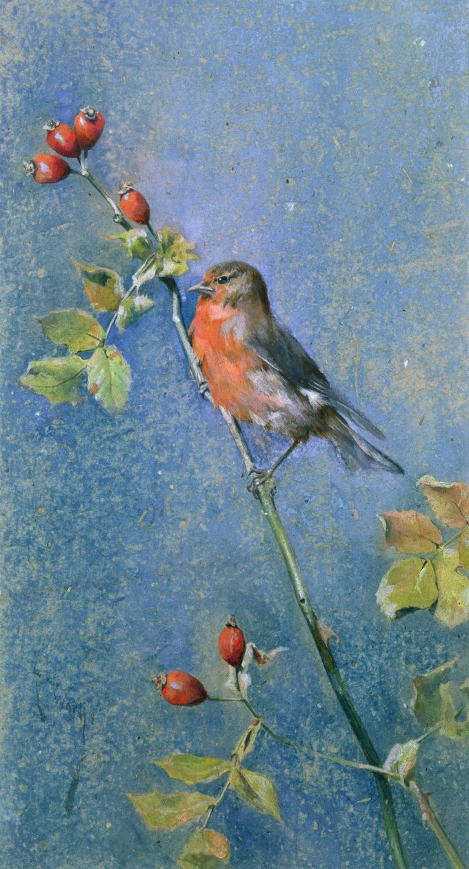 Robin num Ramo de Arthur Wardle