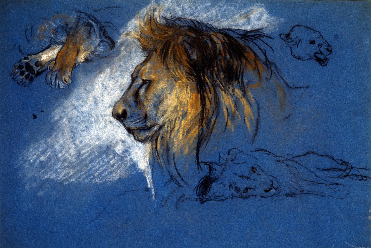 Estudo de um Leão, c.1905 (pastel sobre papel azul) de Arthur Wardle