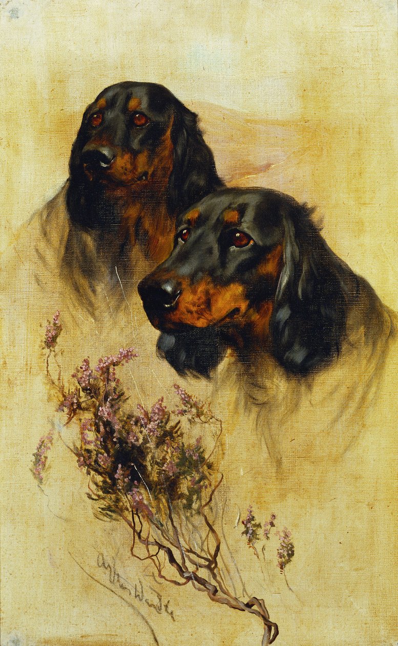 Dois Gordon Setters (óleo sobre tela) de Arthur Wardle