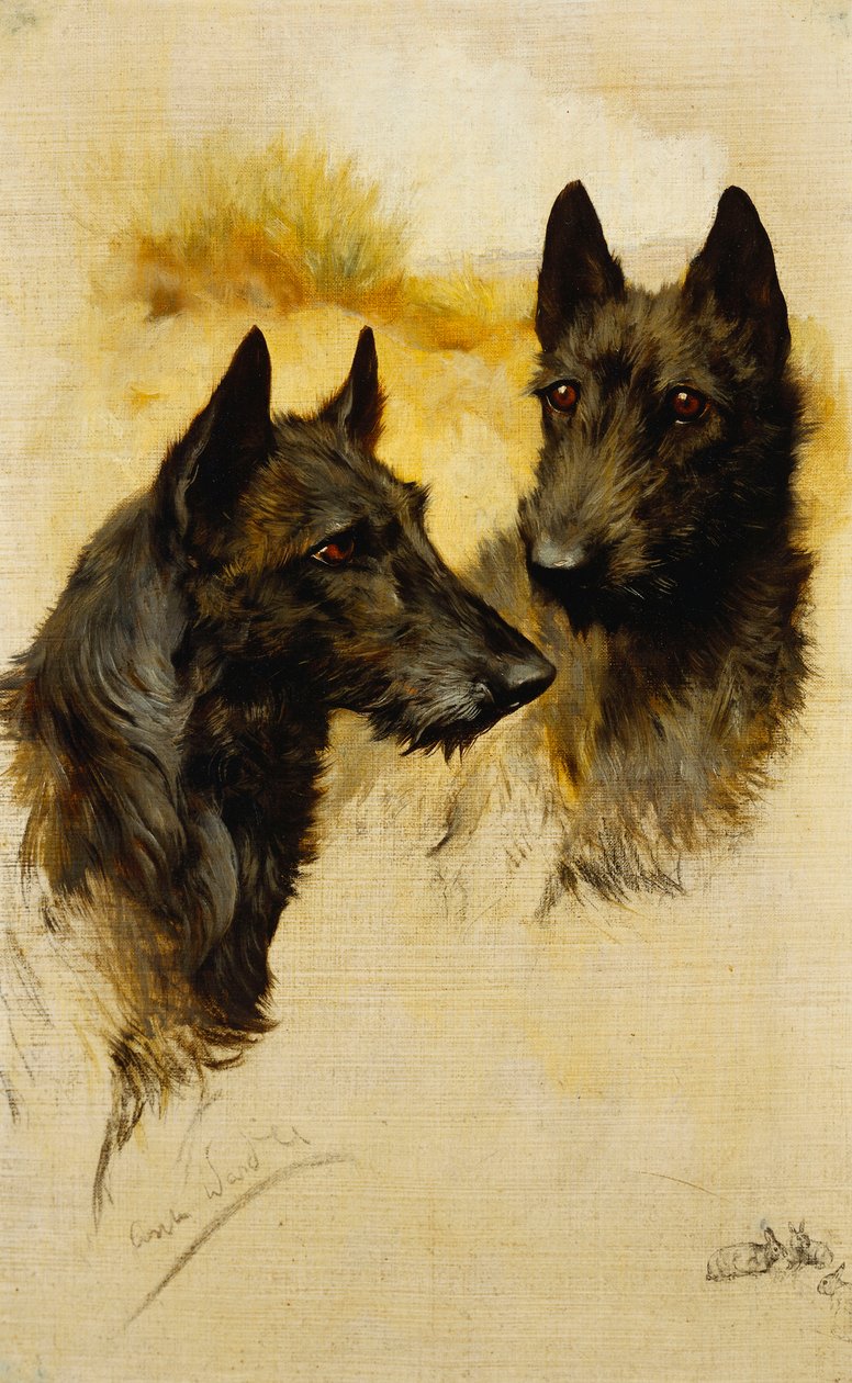 Dois Terriers Escoceses (óleo sobre tela) de Arthur Wardle