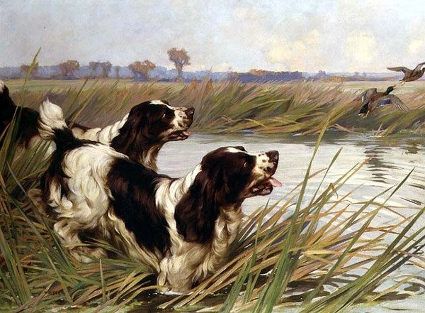 Dois Patos Springers Chasing Mallard Ducks de Arthur Wardle