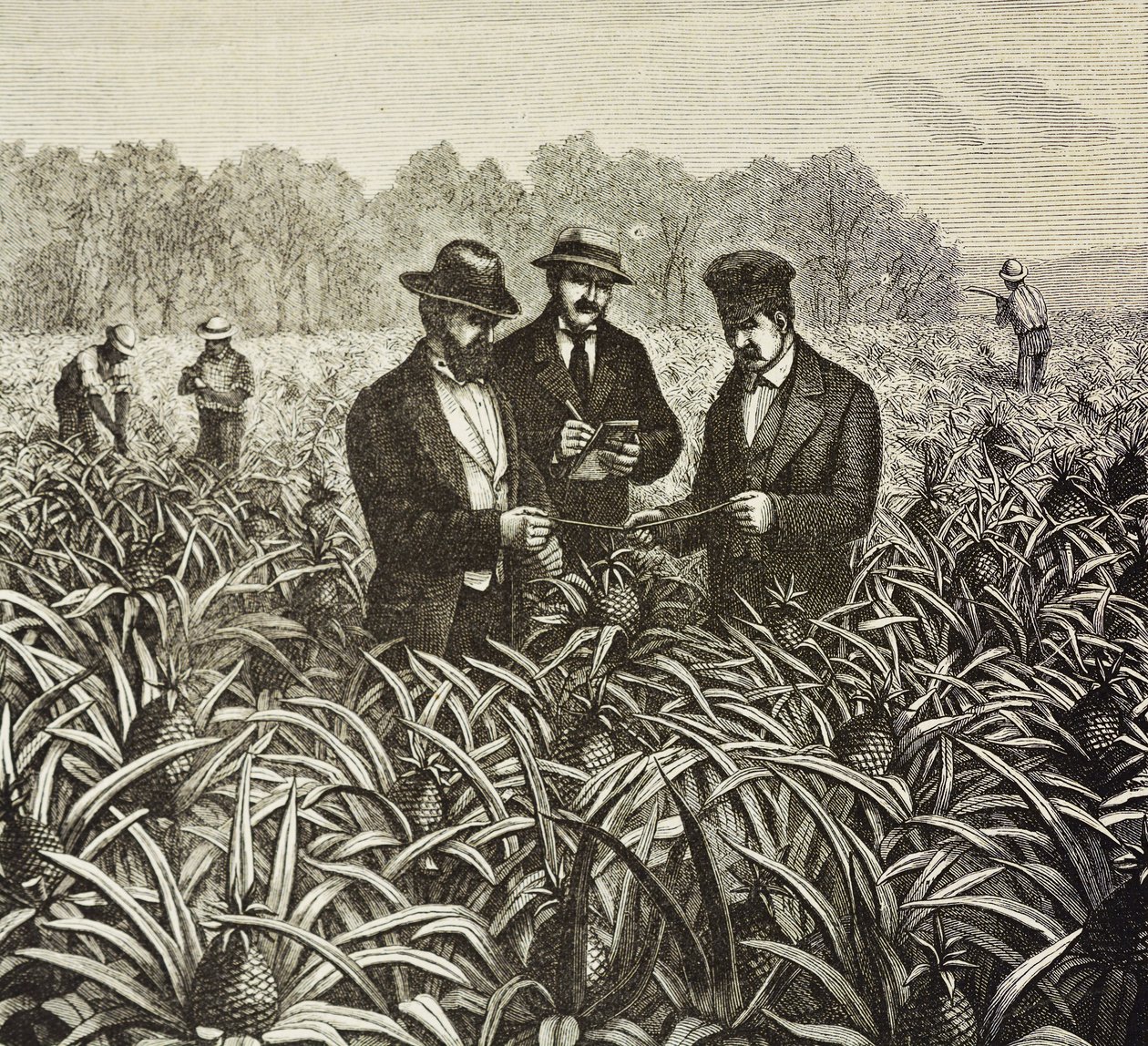 Inglaterra (C19th). Colonização (1880). Plantação de ananás nas Bahamas. Colónia inglesa na ilha de New Providence. O ananás era um dos produtos de exportação do porto de Nassau, o mais importante. Gravura. Coleção particular de Artist Unknown