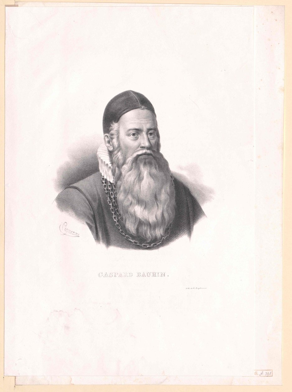 Kaspar Bauhin de Artist Unknown
