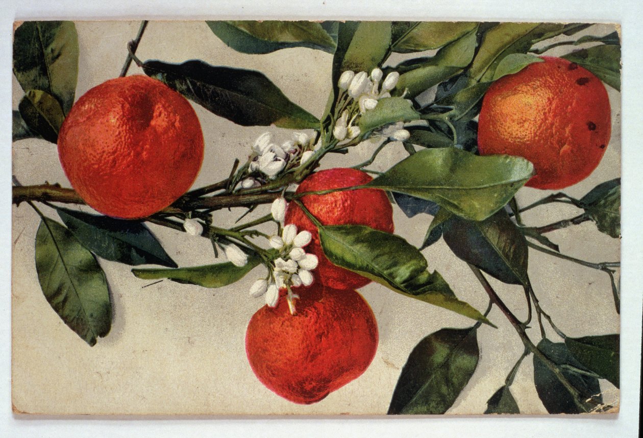 Laranjas, postal de Artist Unknown