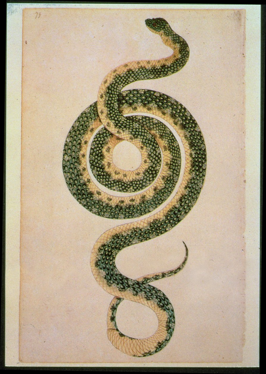 Serpente (gravura) de Artist Unknown