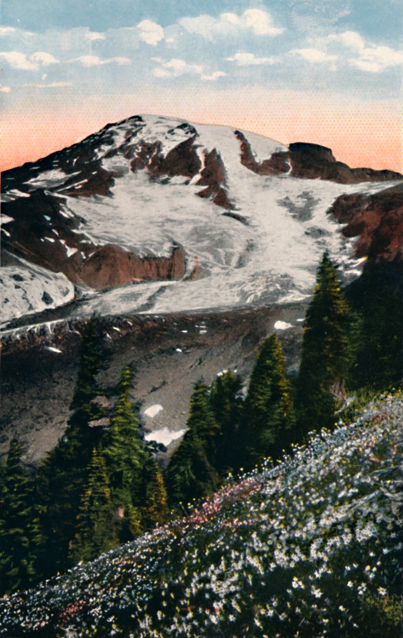 Lírios de avalanche, crescendo no Monte Rainier, c1916 de Asahel Curtis