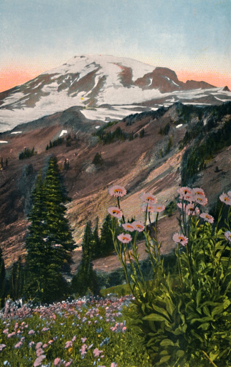 Ásteres roxos, no parque nacional de Monte Rainier, c1916 de Asahel Curtis
