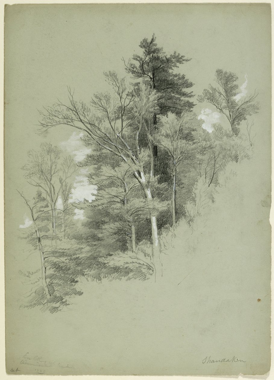 Estudo de Árvores, Shandaken, Nova York, 1849 (grafite, guache branco e pigmento branco de chumbo em papel cinza-verde) de Asher Brown Durand