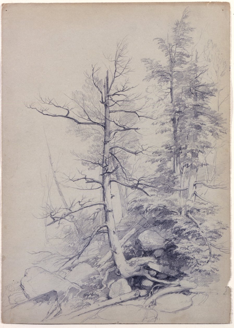 Estudo de Árvores e Rochas, Catskill Mountains, Nova York, 1849 (grafite em papel cinza-verde) de Asher Brown Durand
