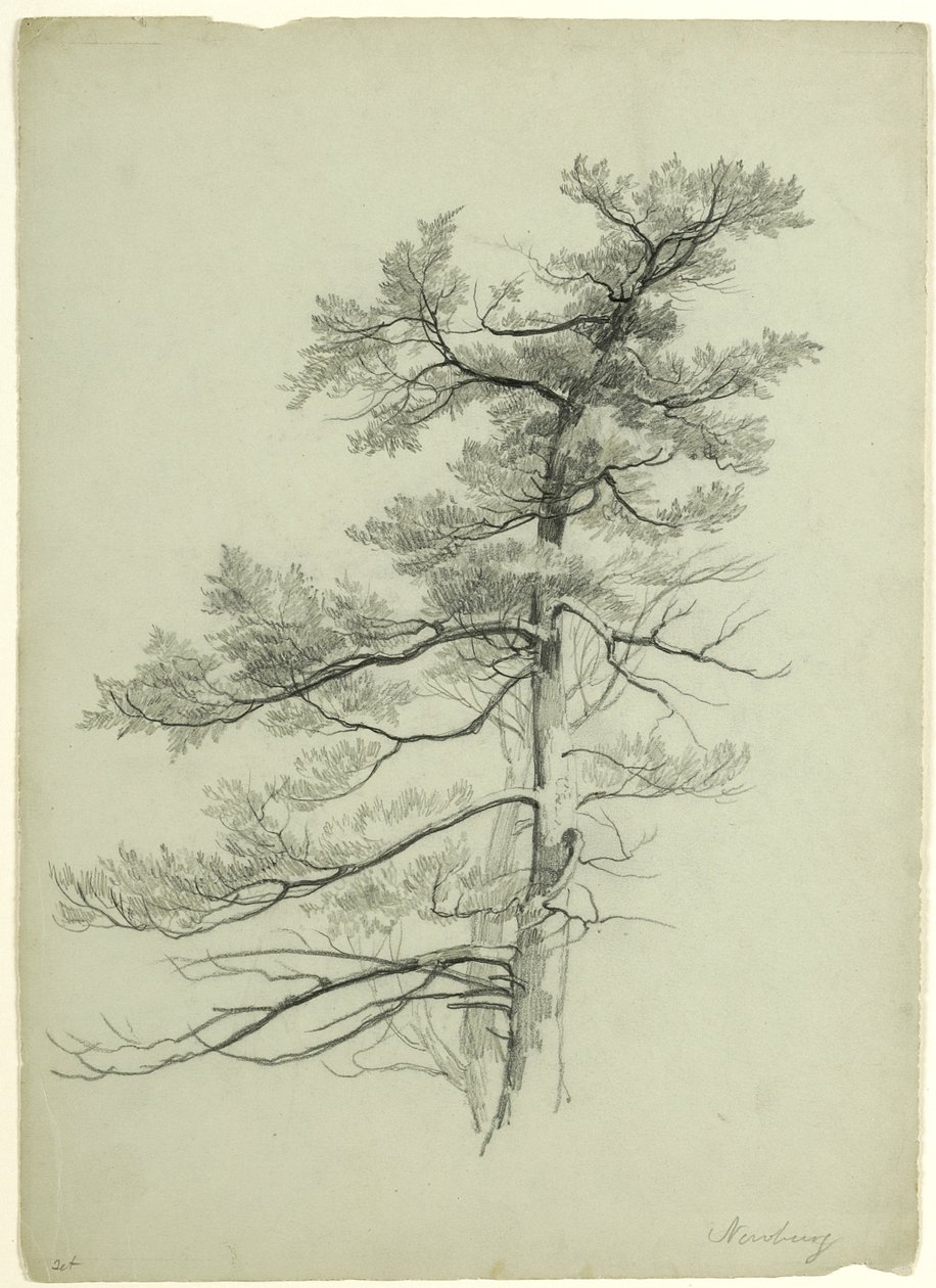 Tree Study, Newburgh, Nova York, 1849 (grafite em papel cinza-verde) de Asher Brown Durand