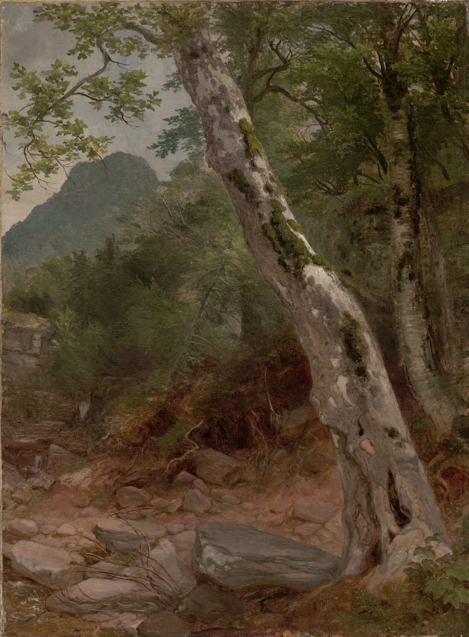 Um sicómoro, Plaaterkill Clove (O sicómoro, Kaaterskill Clove) de Asher Brown Durand